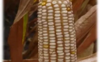 БЕЛОЗЕРНЫЙ 250