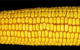 Белозирский 295СВ