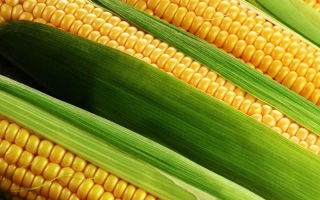 Билозирский 295 СВ