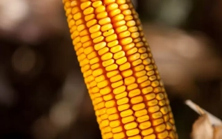 Борисфен 301 МВ