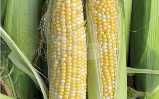 Борисфен 433 МВ