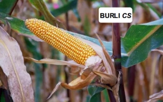 Кукуруза Бюрли КС на поле