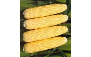 Челленджер