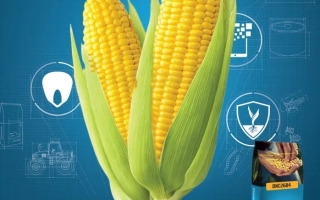 Упаковка кукурузы DKC 2684 с изображением початка и логотипом DeKalb - ДКС 2684