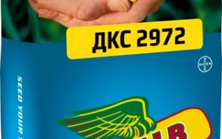 Мешок семян кукурузы ДКС 2972 от бренда DEKALB