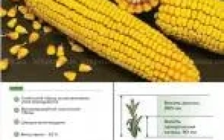 Днепровский 145 МВ