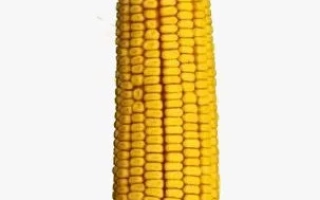 Днепровский 181 СВ