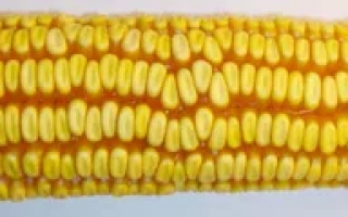 Днепровский 257 МВ