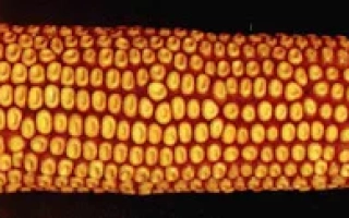 Днепровский 273АМВ