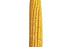 Днепровский 298