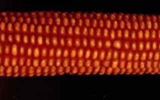 Днепровский 310 МВ