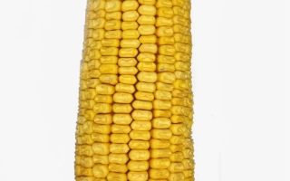 Днепровский 925