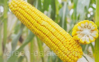 Днепровскый 177 СВ