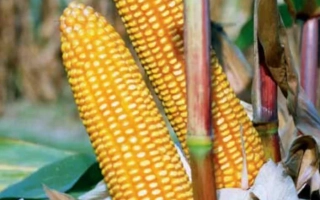 Днипровский 303 МВ