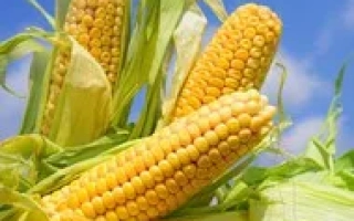 ДОНСЬКА ВИСОКОРОСЛА 2