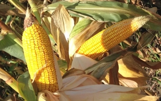 Эффектный СВ