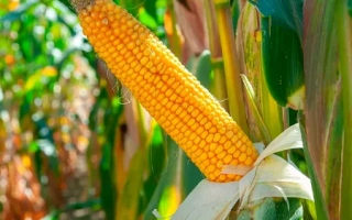 ЕГ 7127 Х ЕГ 7329