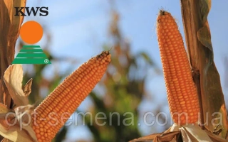 Колоски кукурудзи на фоні неба - Еміліо