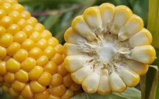 ЕС Бодигард