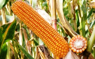 ЄС Бомбастик