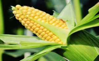 ЕС Бриллиант