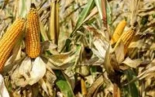 ЕС Кроссман