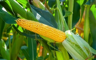 ЕС Филдголд