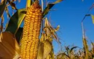 ЕС Франклин