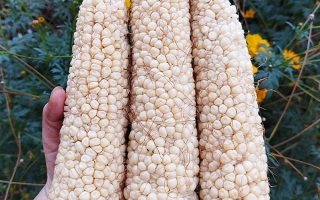 ЕС Джентльмен