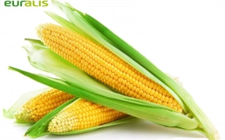 ЕС Метеорит