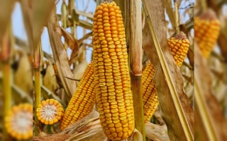 ЕС Навиджет