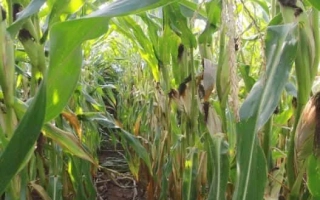 ЕС Тревелер