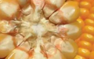 Кусок кукурузы с зернами и кочаном на фоне - Фантастик