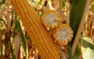 Фредерико КВС