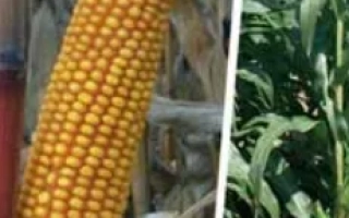 Желтая кукуруза на фоне деревянной конструкции - Фулби КС