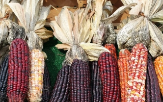 Свіжі початки кукурудзи Галина різних кольорів на фоні