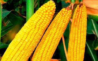 Гиалит 391 МВ