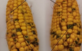 ГК 175 Х ГК 159