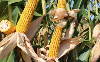 Свежая кукуруза на стебле с листьями - Глорифи Кс