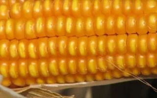 Голосиивский 260 СВ