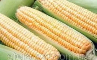 Three ears of corn variety GS 380 on green leaves