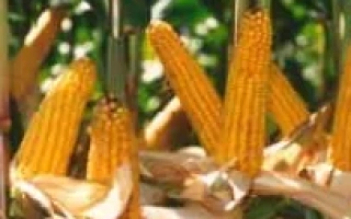 Свежие початки кукурузы на стеблях на фоне зелени - Ханни КС