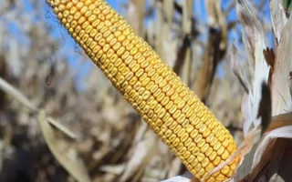 Харькивський 294 МВ