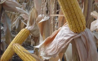 Харькивский 311 МВ