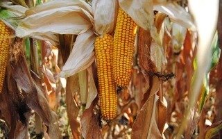 ХАРКІВСЬКИЙ 40 М