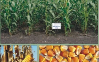 Харьковский 311 МВ