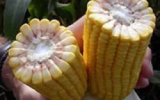 Харьковский 315 МВ