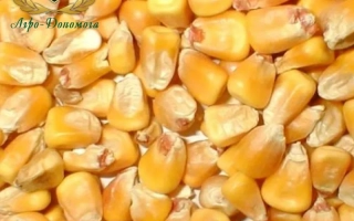 Харьковский 325 МВ