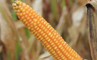 ХМВ 5408 X ХМВ 5409