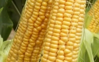 Игорив 290 СВ